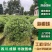 海桐球树苗四川园林绿化工程庭院四季常青行道绿篱球型植物风