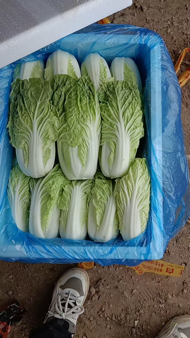 白菜黄心大白菜现拔现发产地直供一手货源欢迎来电