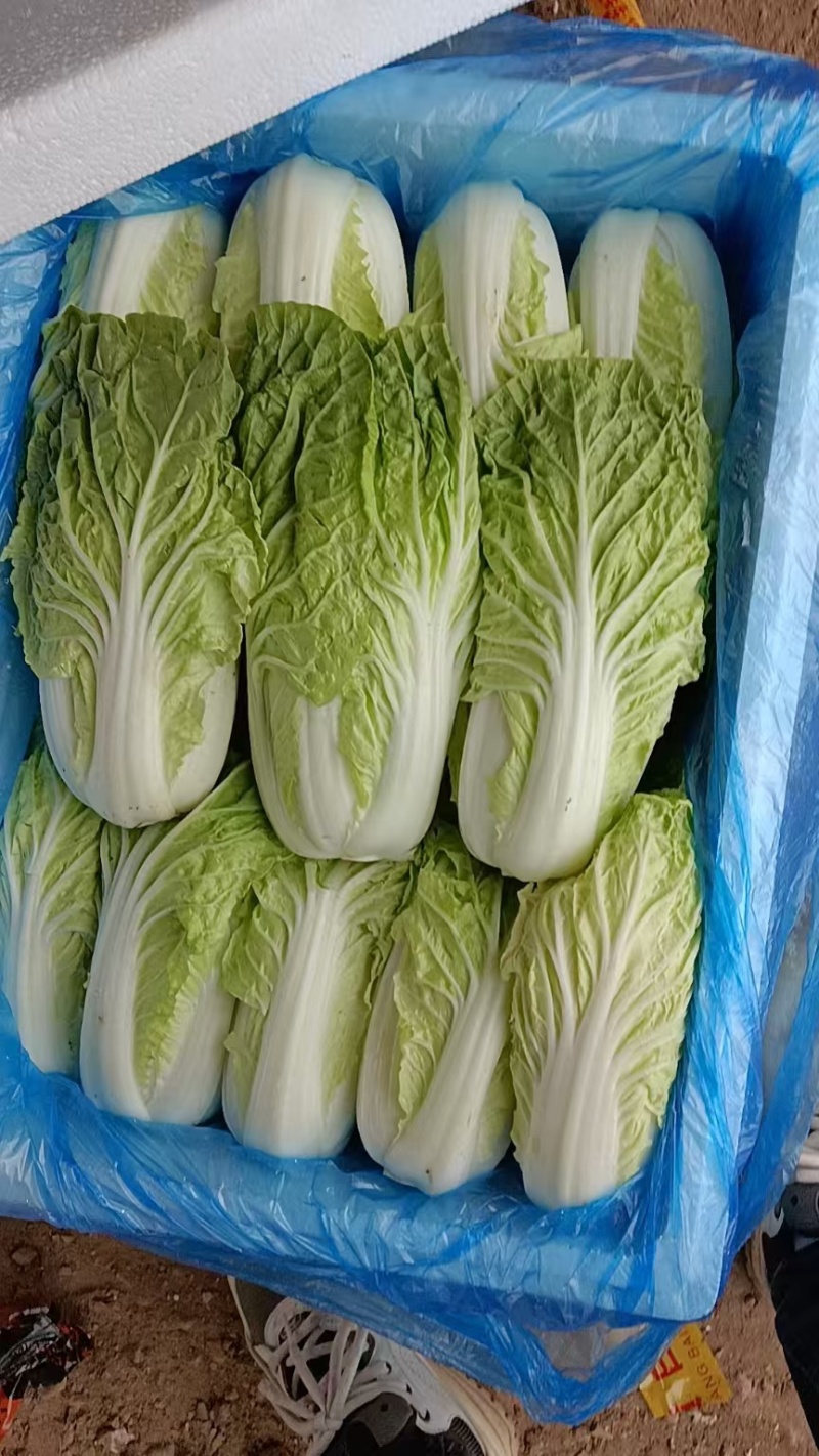 白菜黄心大白菜现拔现发产地直供一手货源欢迎来电