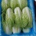 白菜黄心大白菜现拔现发产地直供一手货源欢迎来电