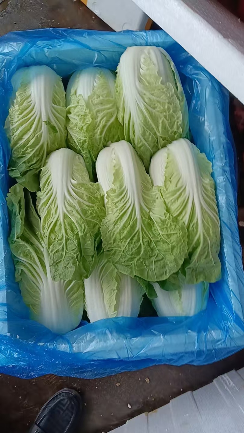 白菜黄心大白菜现拔现发产地直供一手货源欢迎来电