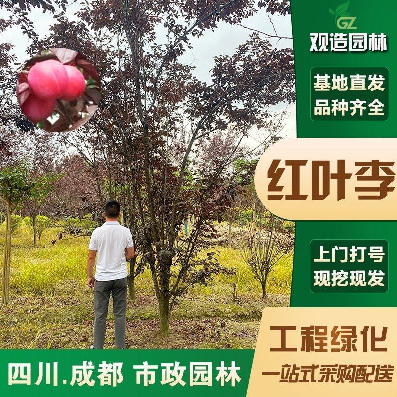 紫叶李果树苗四川园林绿化苗木庭院花木工程苗木风景树红叶李