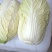 有2万多斤，黄心大白菜！
