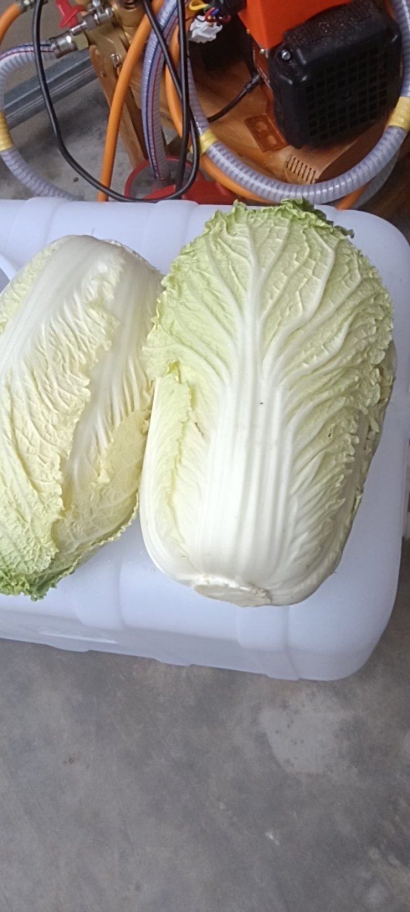 有2万多斤，黄心大白菜！