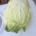 有2万多斤，黄心大白菜！