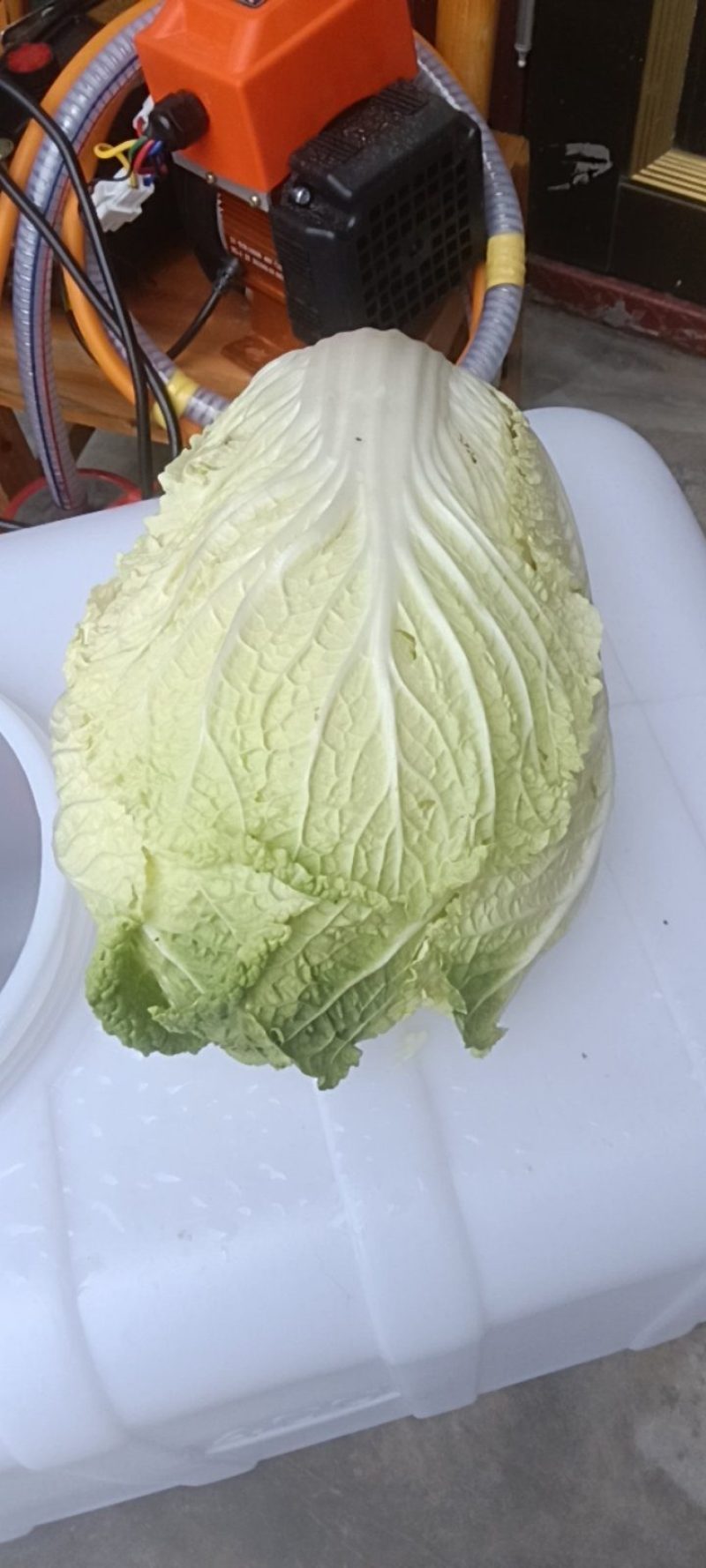 有2万多斤，黄心大白菜！