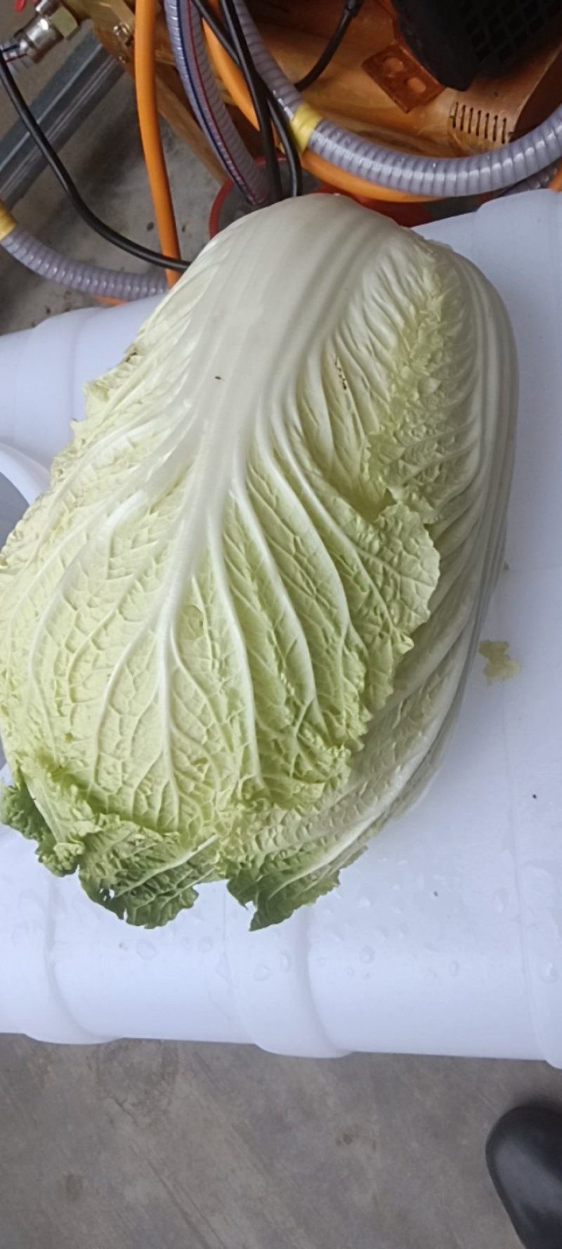 有2万多斤，黄心大白菜！