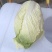 有2万多斤，黄心大白菜！