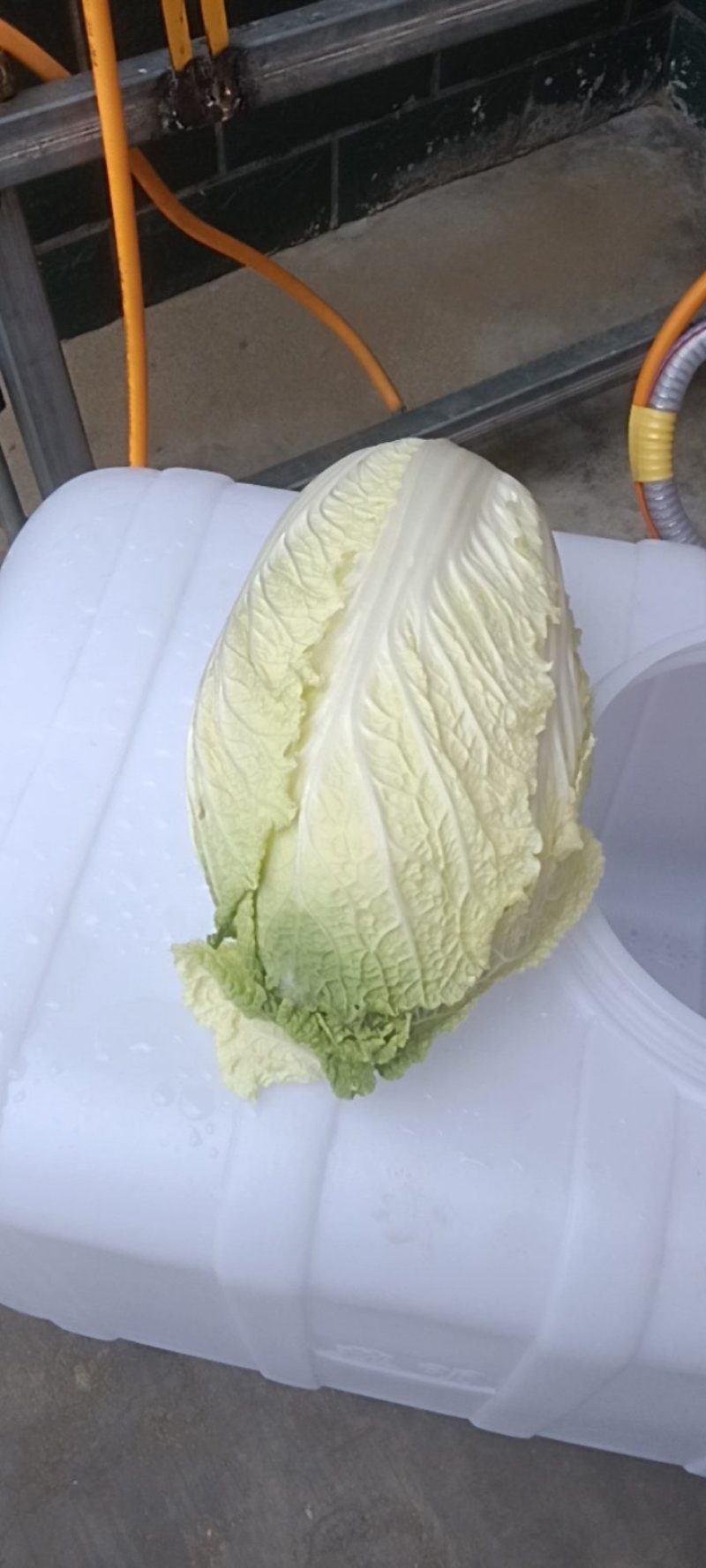 有2万多斤，黄心大白菜！