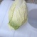 有2万多斤，黄心大白菜！