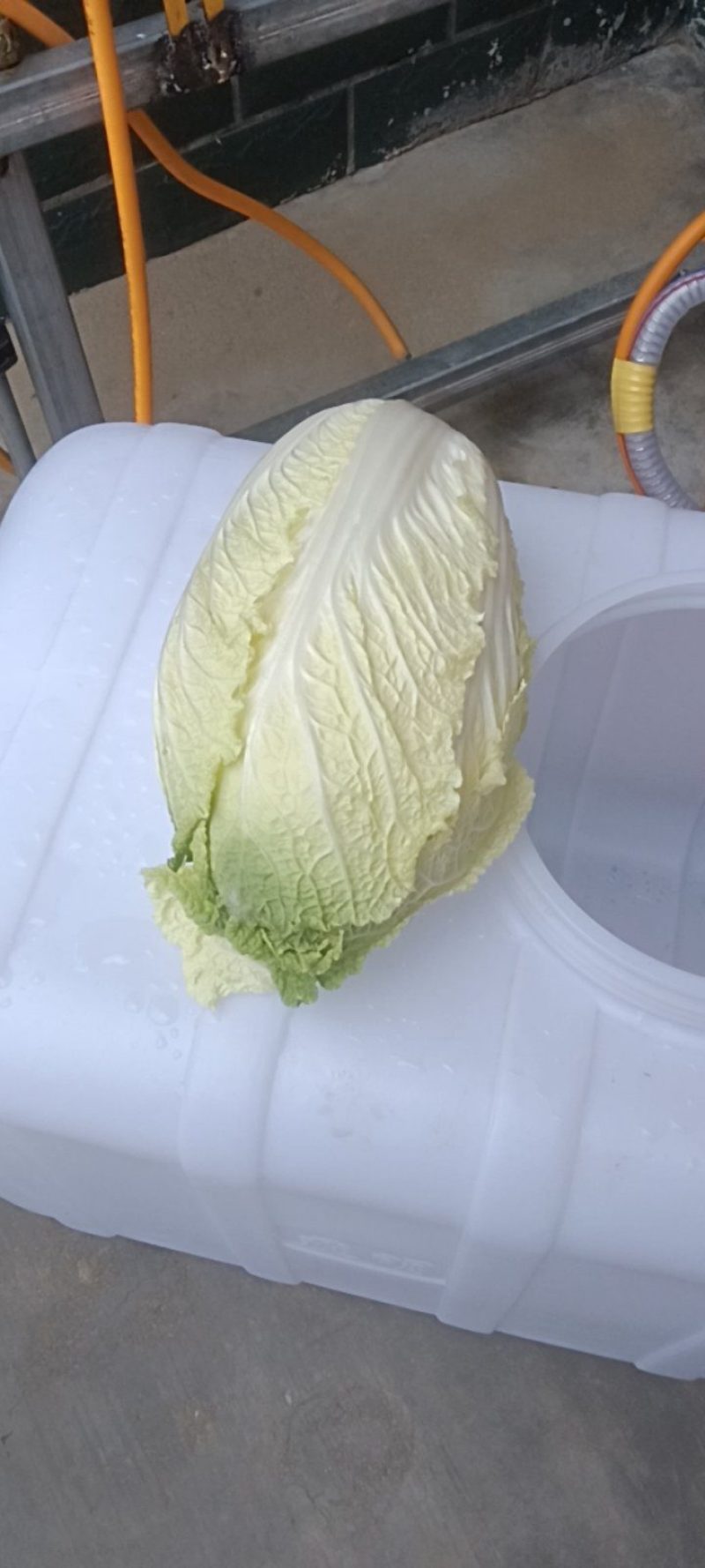 有2万多斤，黄心大白菜！