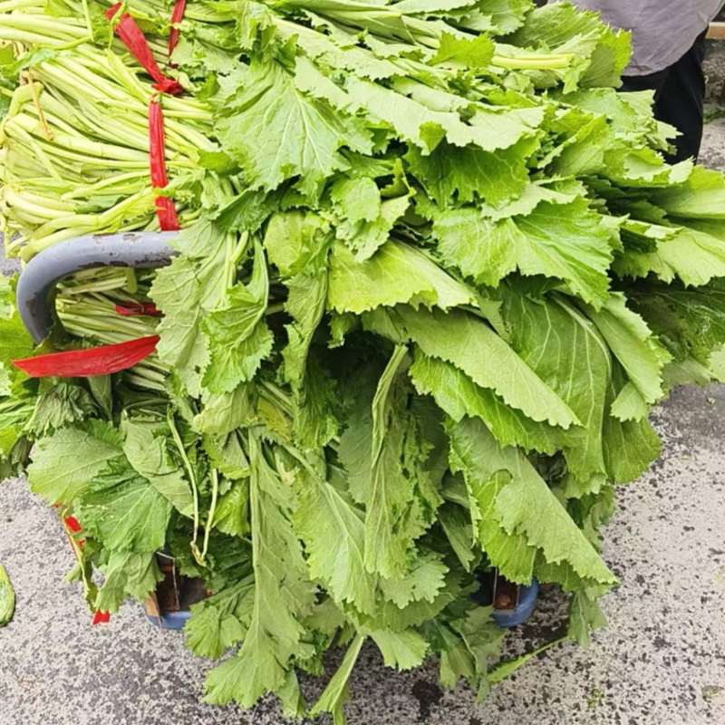 新鲜雪里蕻一手货源雪里红对接全国市场清脆鲜嫩价格美丽质量好