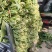 新鲜雪里蕻一手货源雪里红对接全国市场清脆鲜嫩价格美丽质量好