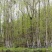 野生特级杜仲雄花针型花蕊500克