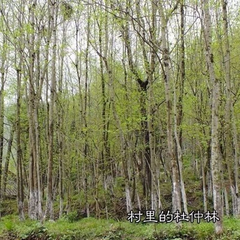 野生特级杜仲雄花针型花蕊500克