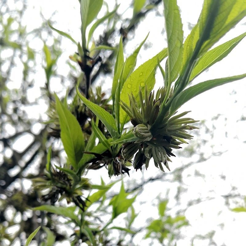 野生特级杜仲雄花针型花蕊500克