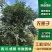 无患子树苗四川园林绿化乔木工程庭院地栽盆栽行道花园观赏景