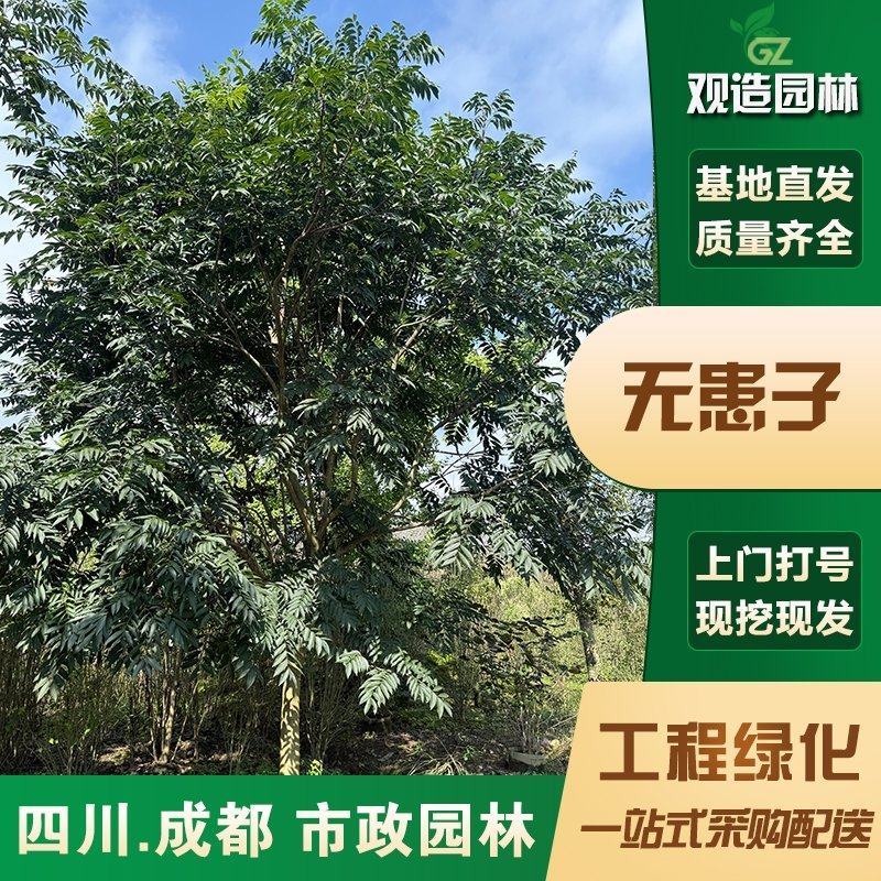 无患子树苗四川园林绿化乔木工程庭院地栽盆栽行道花园观赏景