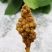 新花枇杷花茶特级散装天然白琵琶花蕾农家自晒优质枇杷花干煲