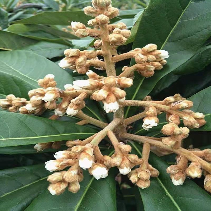 新花枇杷花茶特级散装天然白琵琶花蕾农家自晒优质枇杷花干煲