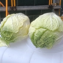 有2万多斤，黄心大白菜！
