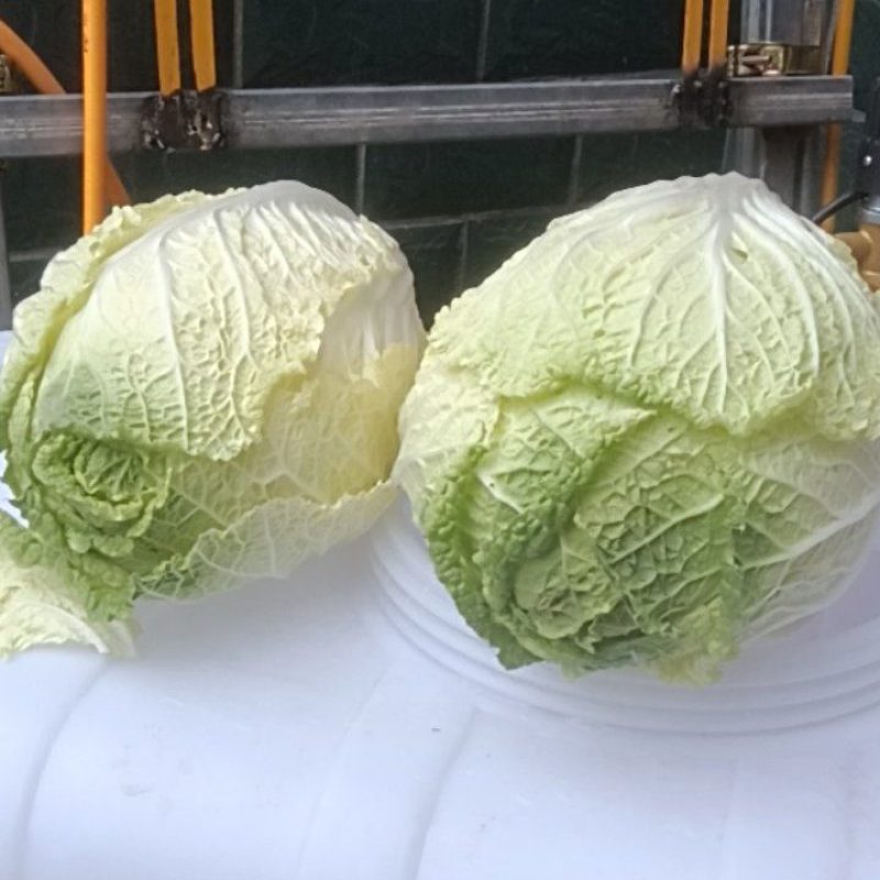 有2万多斤，黄心大白菜！