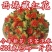 西藏藏红花正品红花果泡水特级红花茶红花头茶整朵