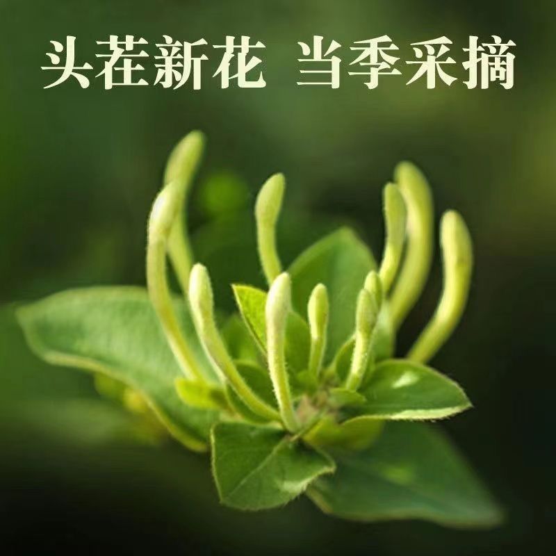 【头茬精选】新野生金银花茶正品茶批发干花无干燥剂