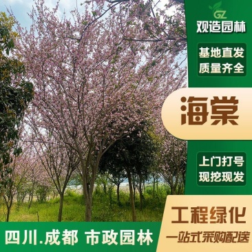 海棠花树苗四川庭院绿化地栽西府八棱贴梗红花铁杆高杆垂丝海