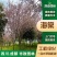 海棠花树苗四川庭院绿化地栽西府八棱贴梗红花铁杆高杆垂丝海