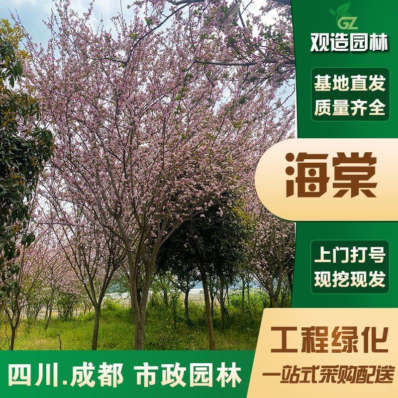 海棠花树苗四川庭院绿化地栽西府八棱贴梗红花铁杆高杆垂丝海