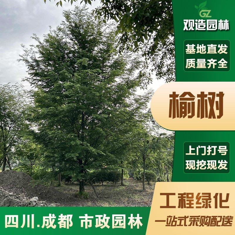 榆树苗四川园林绿化苗木工程行道庭院别墅造型绿植中华黄金风