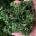 长白山人参花新鲜人参花蕾西洋参花正宗干人参花茶泡水东北大