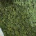 长白山人参花新鲜人参花蕾西洋参花正宗干人参花茶泡水东北大