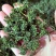 长白山人参花新鲜人参花蕾西洋参花正宗干人参花茶泡水东北大