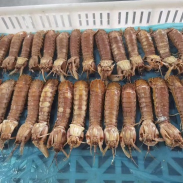 特大公皮皮虾