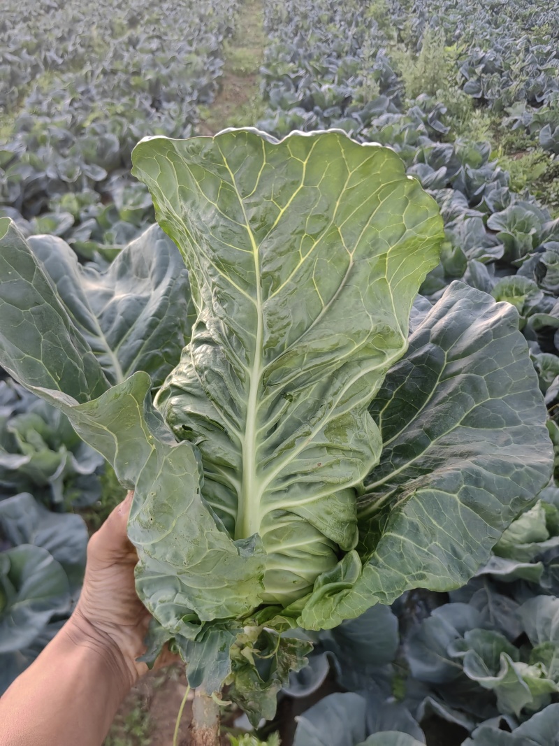 贵州高山牛心菜大量出货，欢迎各位老板采购