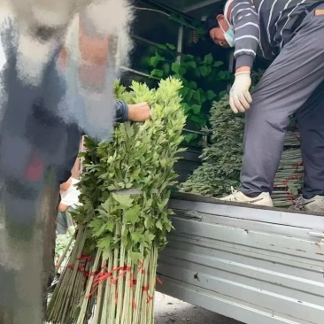 艾草批发