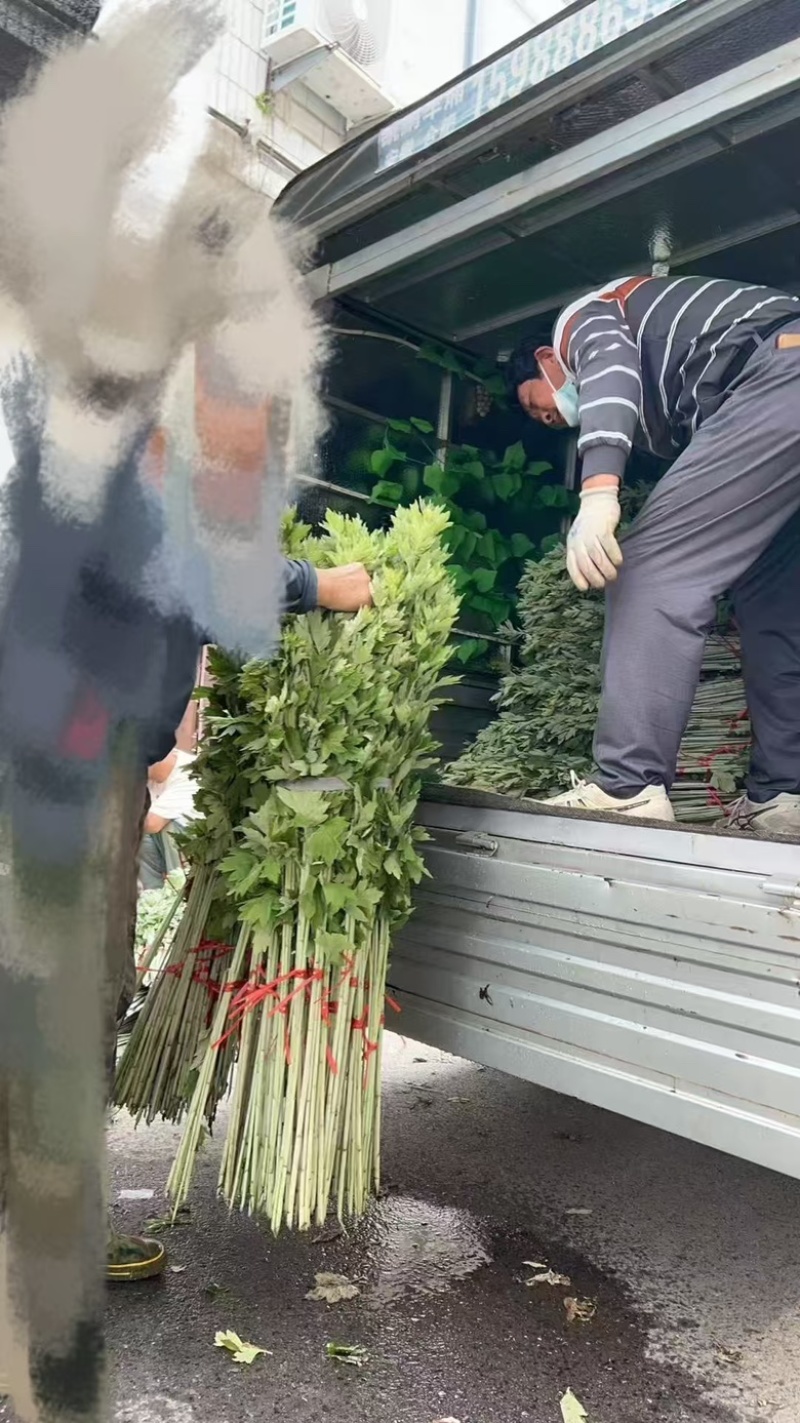 艾草批发