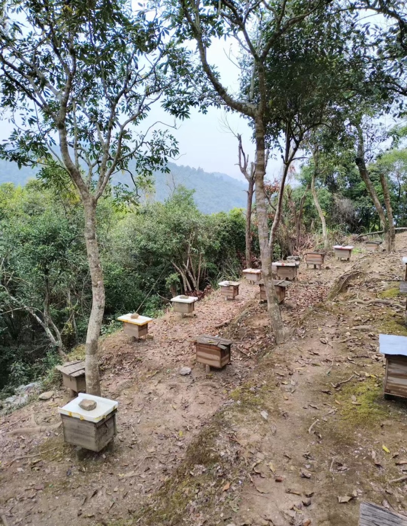 鸭脚木土蜂蜜，基地蜂蜜直发，保真保质保量，可视频看货