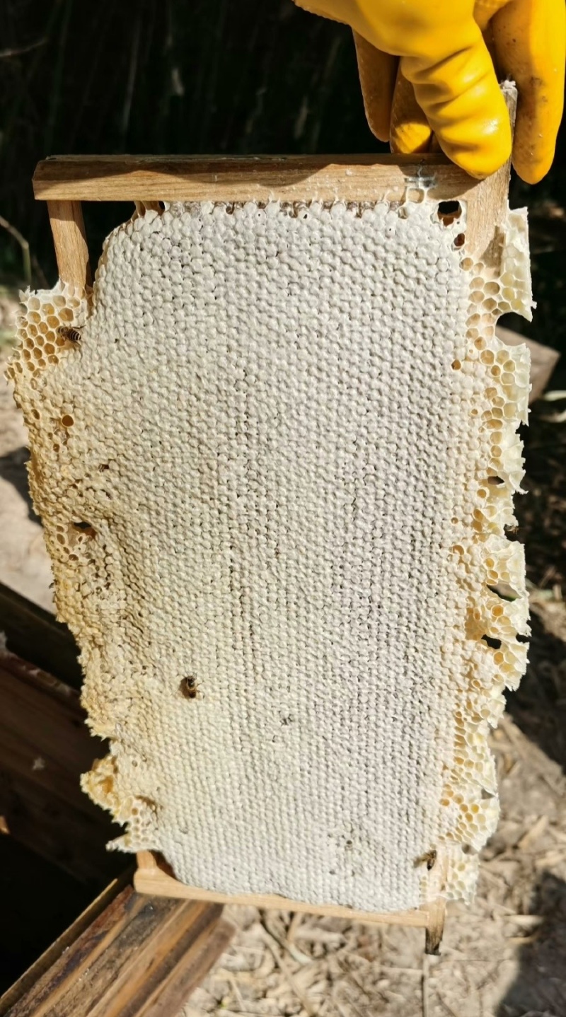 鸭脚木土蜂蜜，基地蜂蜜直发，保真保质保量，可视频看货