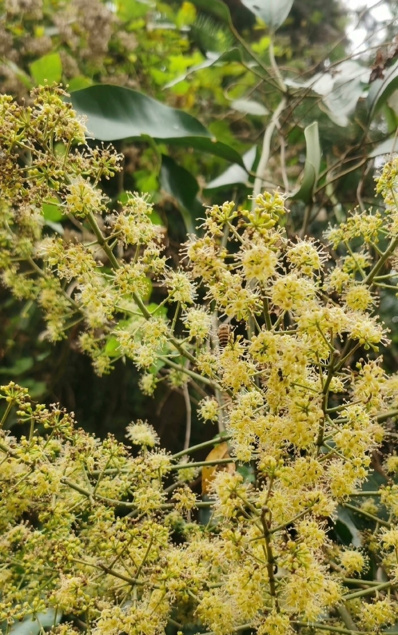 鸭脚木土蜂蜜，基地蜂蜜直发，保真保质保量，可视频看货