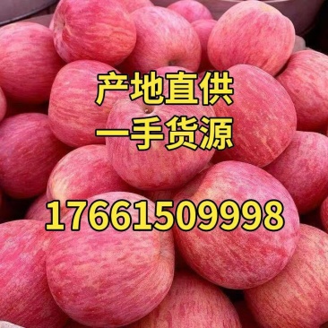 山东苹果产地红富士苹果价格优惠市场货外贸货海量货源稳定供应
