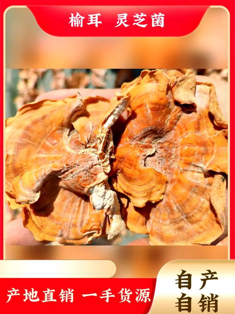 【推荐】低价榆耳批发榆耳菌、榆耳菇！灵芝菇批发