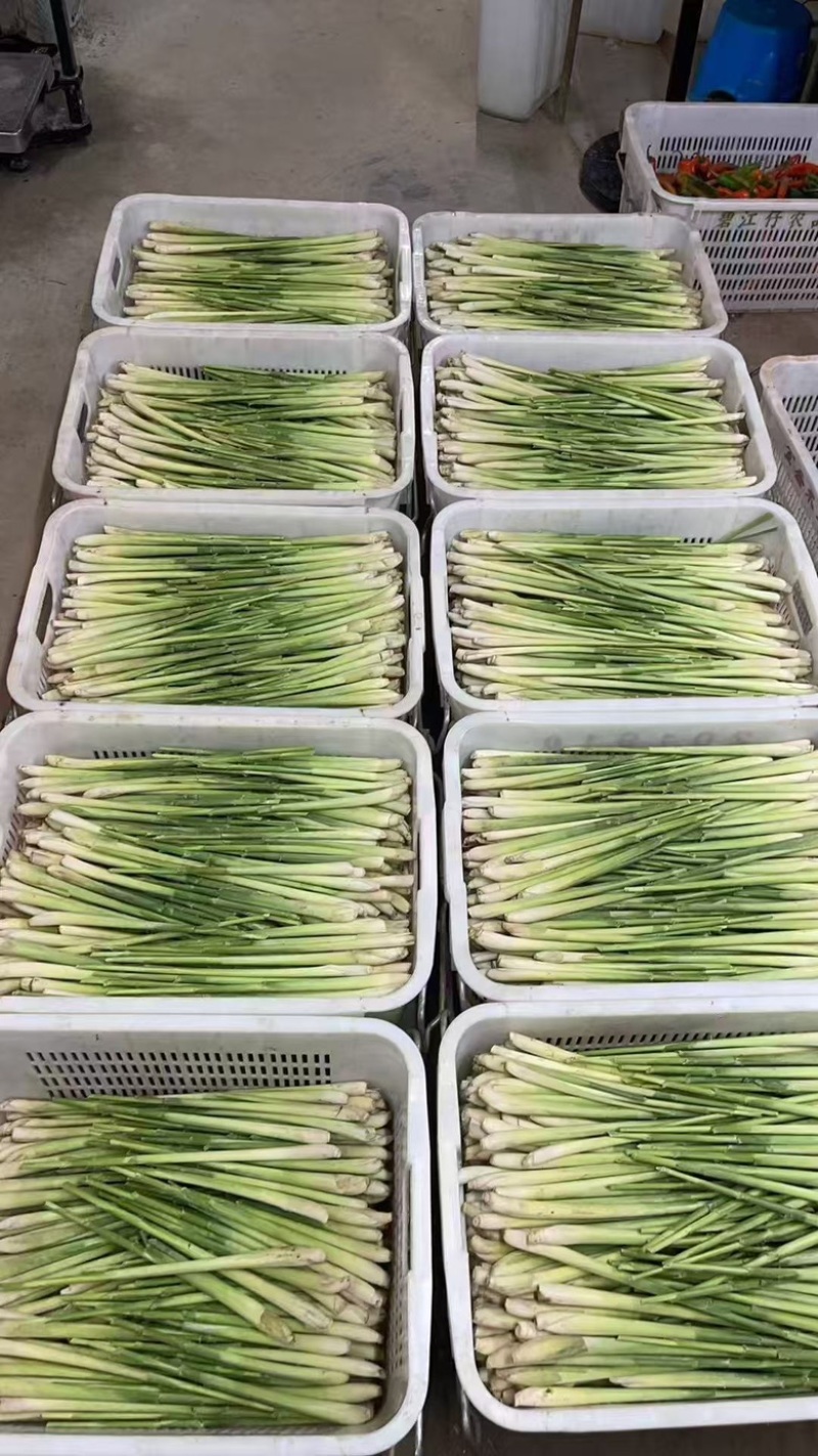 去叶香茅草