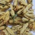 干花白兰花鲜花冻干后的玉兰花干花茶用花香花