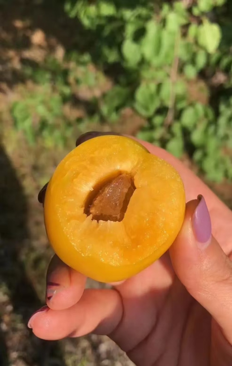 油杏，珍珠油杏，产地一手货源，线上线下全部代发代办