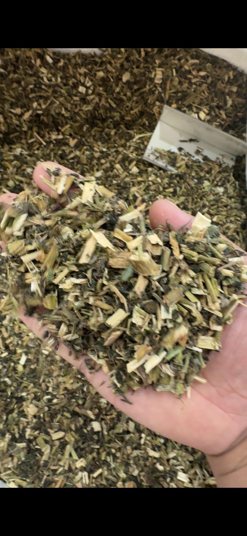 龙葵中药材正品无硫野生龙葵批发零售货真价实