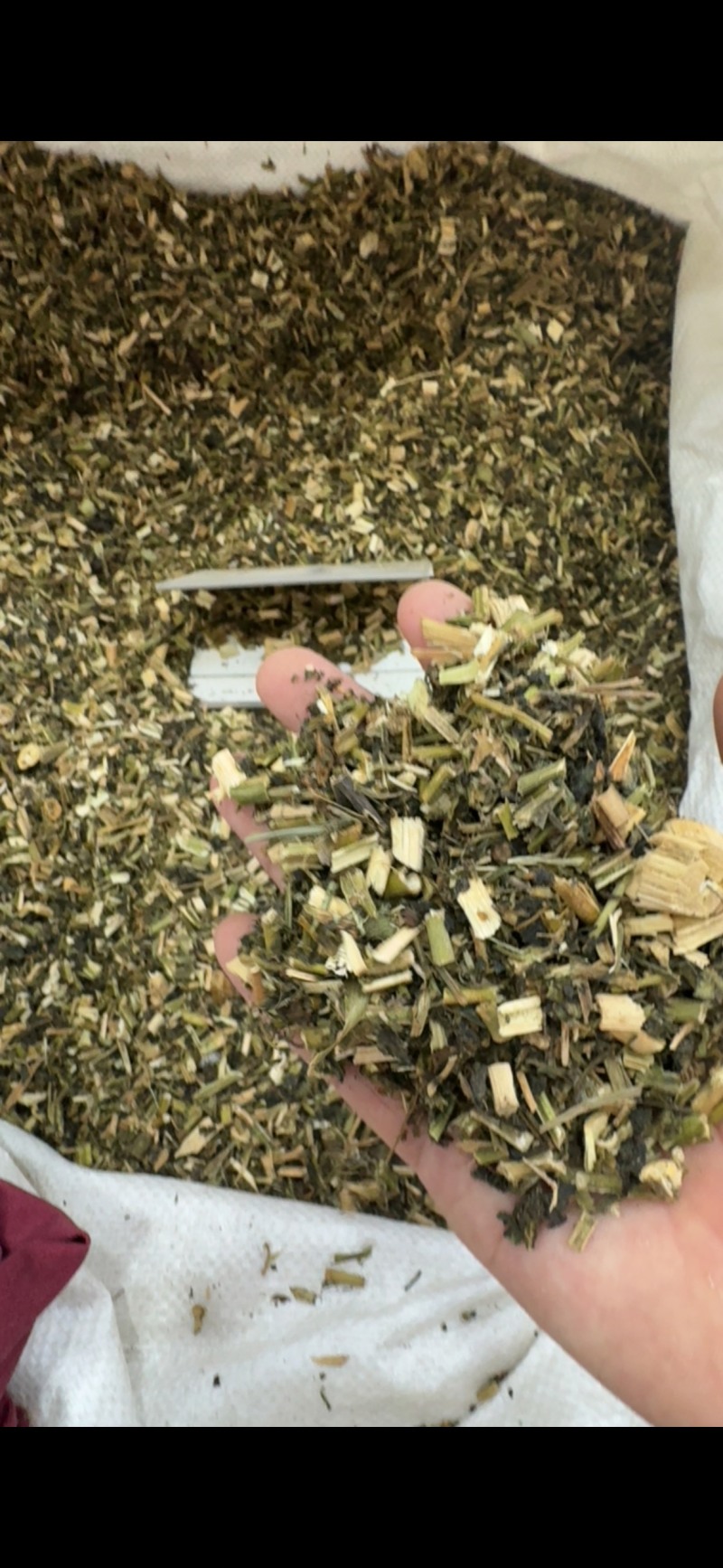 龙葵中药材正品无硫野生龙葵批发零售货真价实