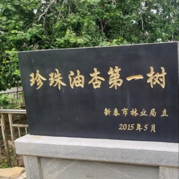 油杏,珍珠油杏,产地直发,一手货源,拒绝青果
